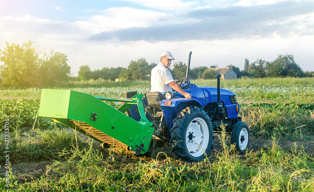 Obraz premium A adult caucasian farmer driver on a farm tractor drives to the field to harvest potatoes. Agro industrial technologies. Growing food cultivation and agribusiness. Harvesting campaign. Farm work.