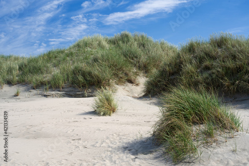 Dünen mit Dünengras auf der Insel Baltrum