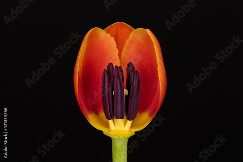 USA, Washington State, Bellingham. Close-up inside of tulip.