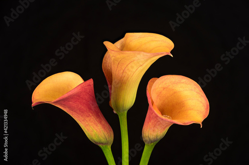 USA, Washington State, Bellingham. Calla lilies close-up. photo