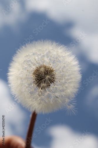 dandelion seed head