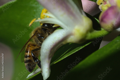 abejas buscando y polinizando flores, flores de limon blanca photo