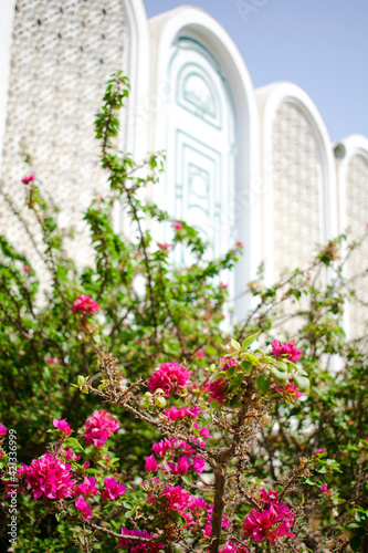 Blooming tree bush with bright pink flowers next to blurred blue white facade of building of muslim mosque on background in arabian city country.