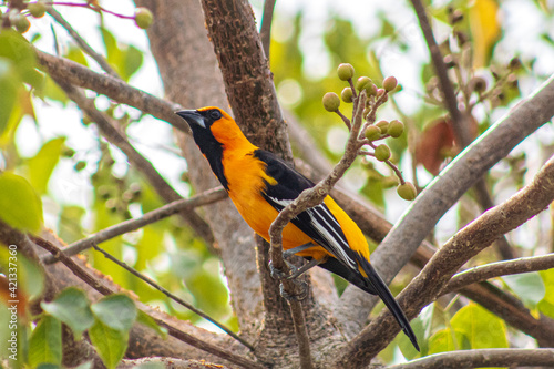 Calandria Dorso Negro Mayor, Icterus gularis photo