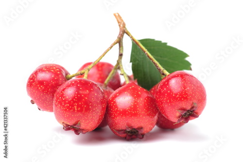 Hawthorn or common hawthorn or Crataegus monogyna berries isolated on white background photo