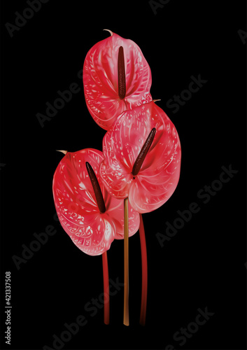 anthurium realistic 3d vector illustration. Isolated set of tropical flowers, popular houseplant, laceleaf, tail flower close-up. Fashion, Glossy. Araceae. Red Anthurium Bouquet 