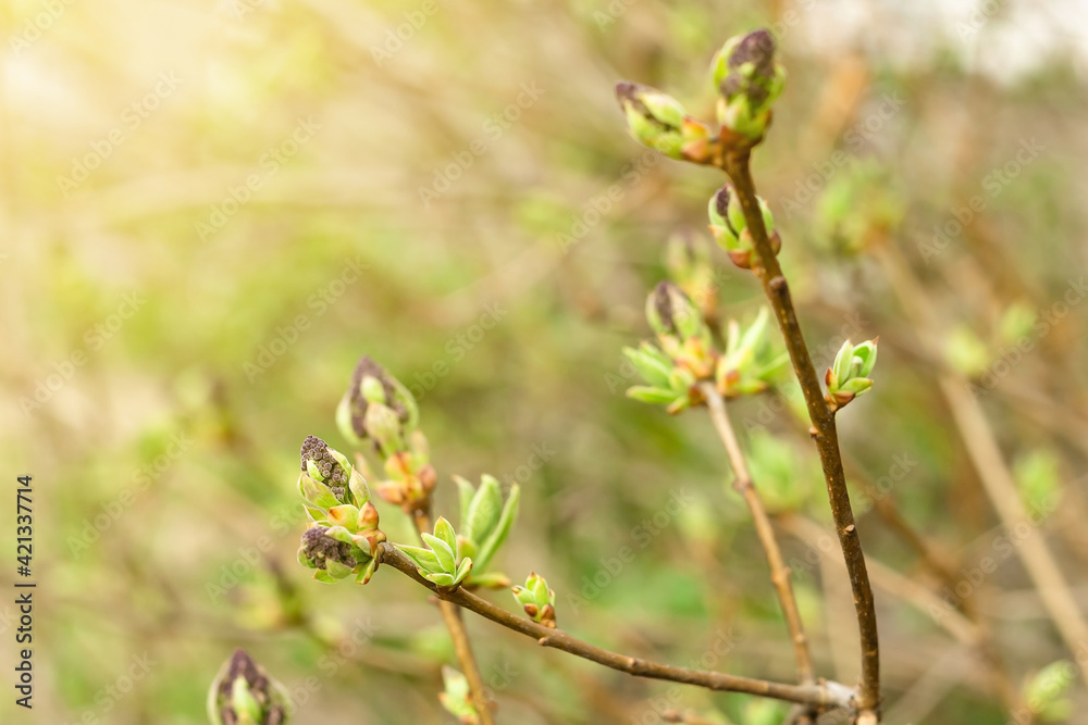 Closeup of young blooming flower buds of lilac tree, shoots of purple floral and fresh new greenery, spring awakening Closeup of young blooming flower buds of lilac tree, shoots of purple floral and fresh new greenery, spring awakening