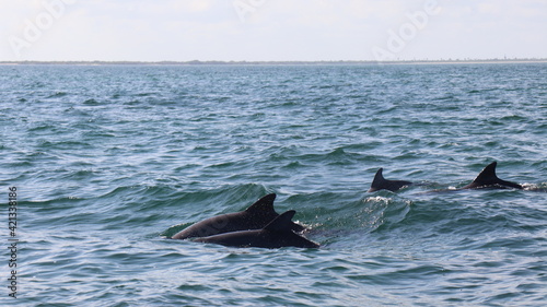 School Of Dolphins Close To Isla Holbox, México