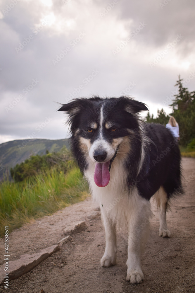 Portrait of border collie on the road in czech mountain Krkonose. He is so funny