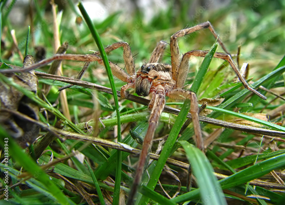 A macro of a spider between grass at garden A macro of a spider between grass at garden