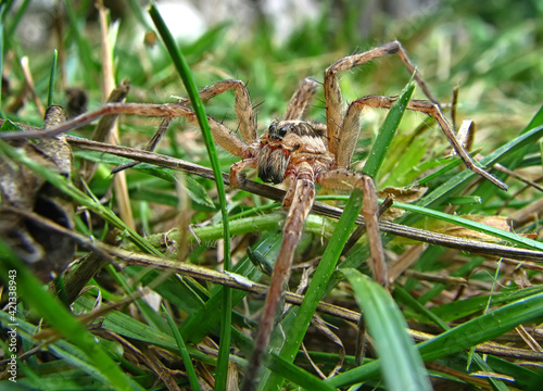 A macro of a spider between grass at garden