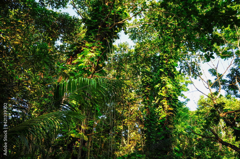 View of the overgrown trees in the forest, Seychelles. View of the overgrown trees in the forest, Seychelles.
