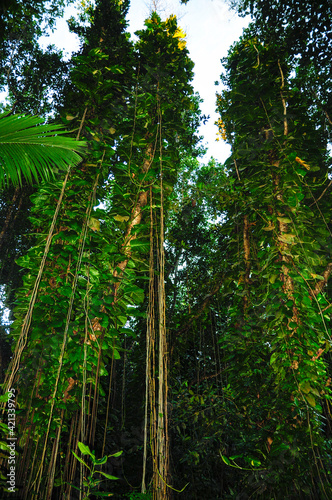 View of the overgrown trees in the forest  Epipremnum plants with aerial roots. Seychelles.