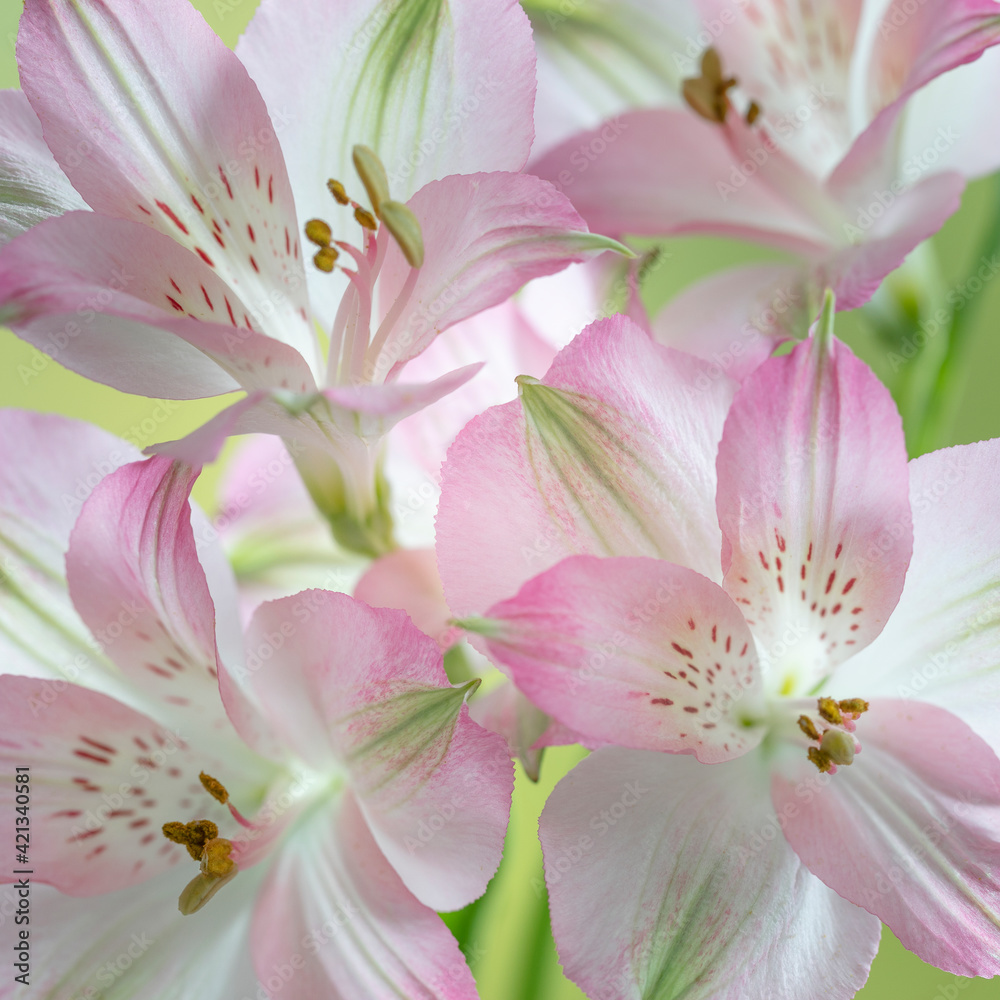 Fototapeta premium USA, Washington State, Seabeck. Alstroemeria blossoms close-up.