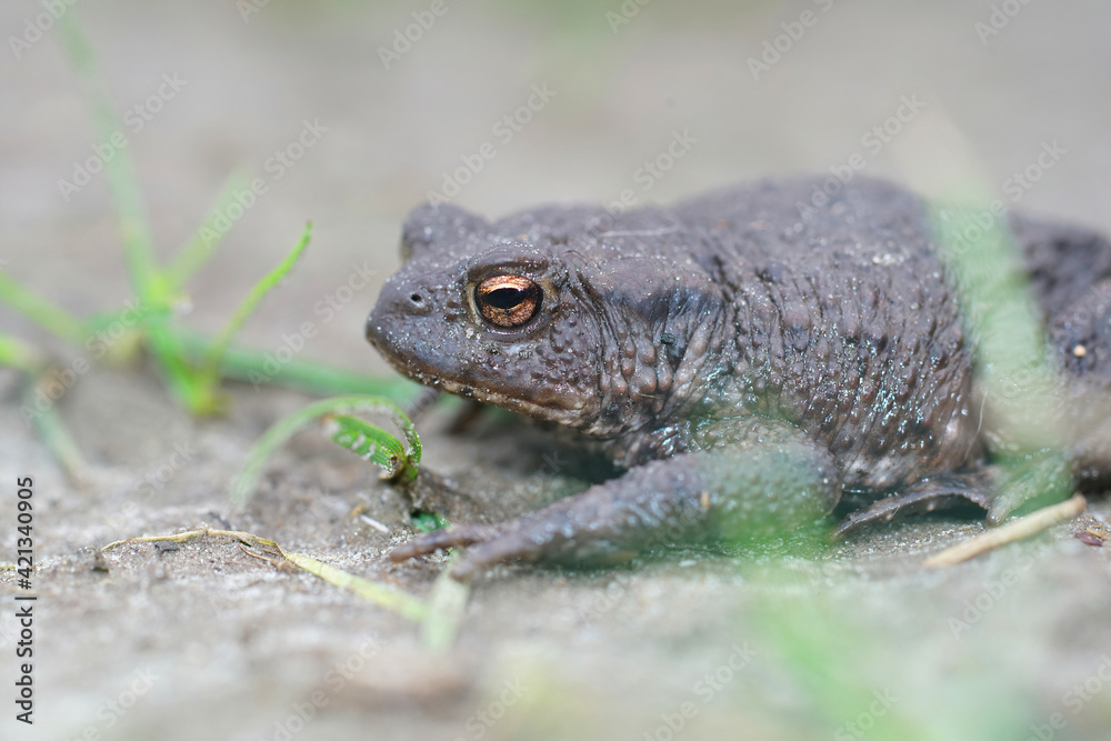Closeup of a female of the European common toad, Bufo bufo in the garden Closeup of a female of the European common toad, Bufo bufo in the garden