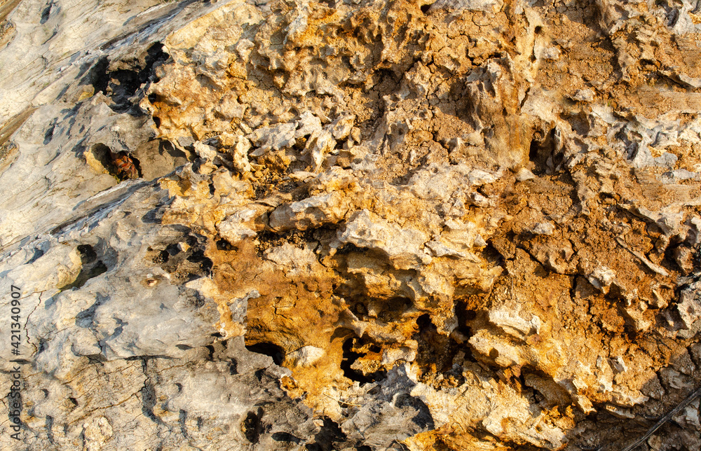 Old rotten wood texture background. Old damaged background texture with dirt and scratches. Old wooden texture close up. Abstract natural texture, close up of a rotten tree trunk Old rotten wood texture background. Old damaged background texture with dirt and scratches. Old wooden texture close up. Abstract natural texture, close up of a rotten tree trunk