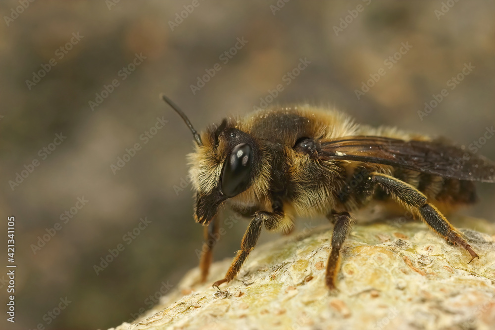 Closeup of a female leafcutterbee from Gard , France , Megachile pyrenaica Closeup of a female leafcutterbee from Gard , France , Megachile pyrenaica
