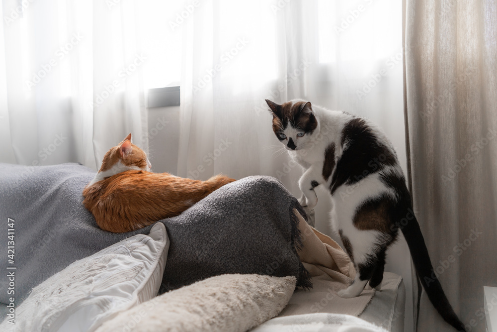 two domestic cats interact on the sofa under the window