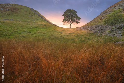 Scenic English countryside landscape of the lone tree at Sycamore Gap along Hadrian's Wall with a dramatic sunset or sunrise sky. photo