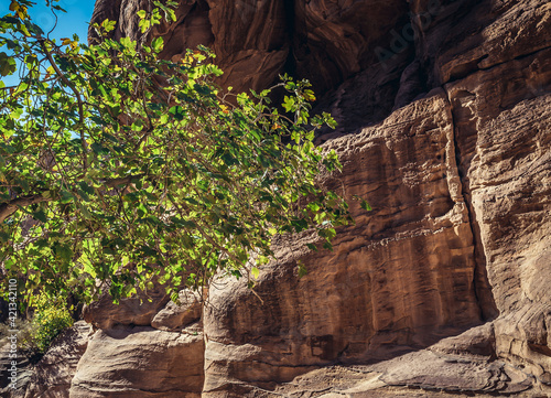Tree in Petra historic and archaeological city in southern Jordan