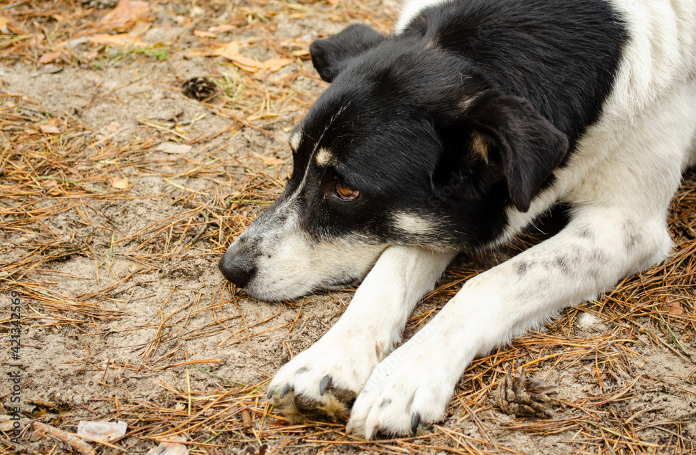 Black white Dog lying on forest ground. Dog with brown eyes. Pet put muzzle on paws. Sad mixed breed dog. Non breed dog basking, warming with pine ground on background. Black white Dog lying on forest ground. Dog with brown eyes. Pet put muzzle on paws. Sad mixed breed dog. Non breed dog basking, warming with pine ground on background.