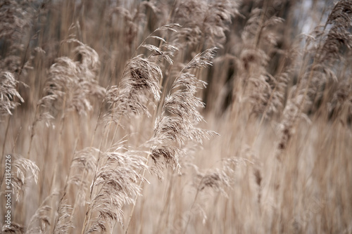 Dry grass seed heads with muted colour
