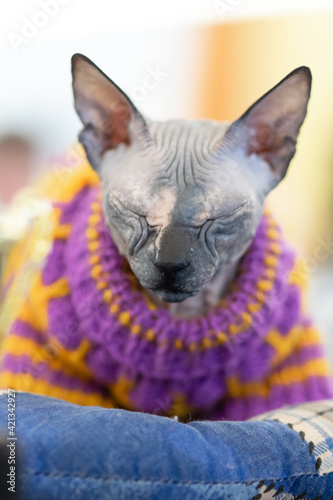 Young sphynx cat in a sweater sleeping. Cat show