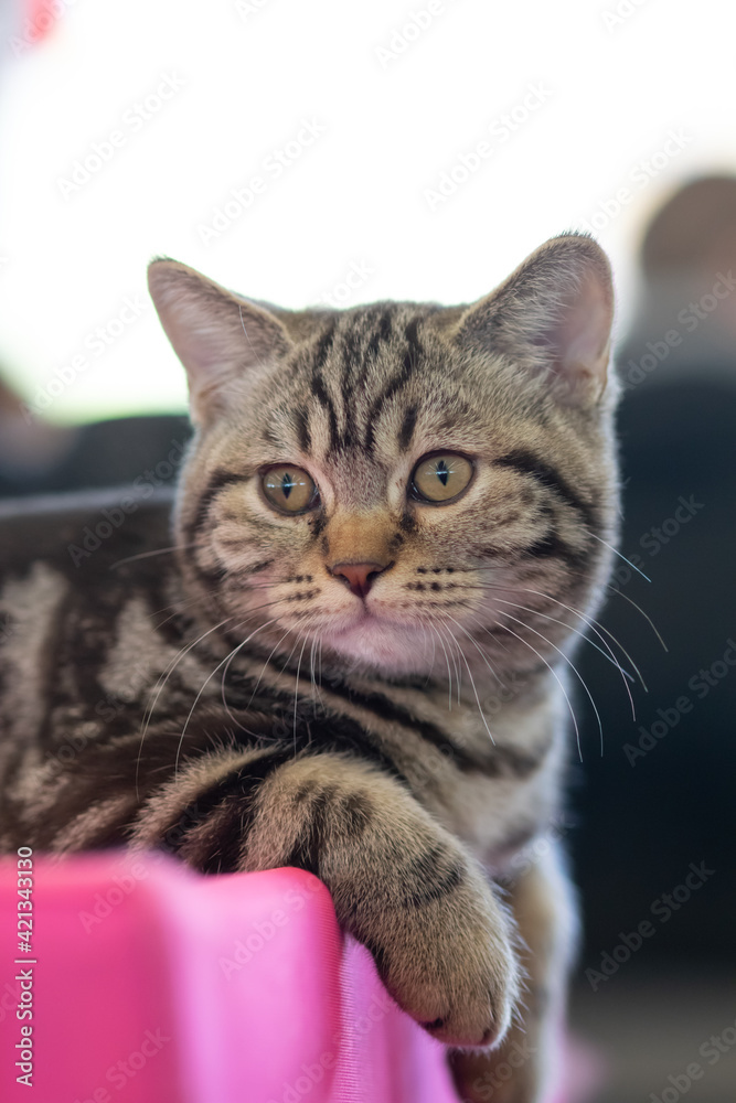 Cute funny british shorthair kitten on cat show