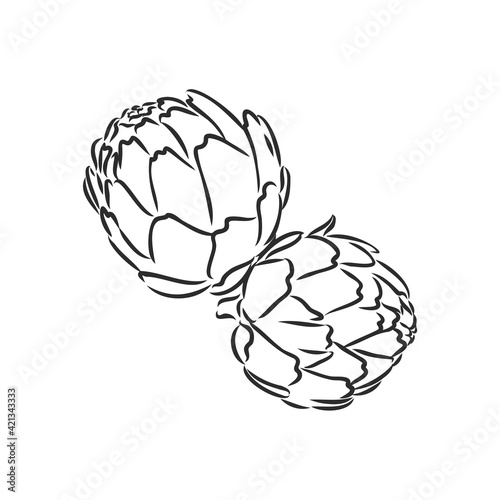 vector set of engraving illustration green vegetables artichoke on white background