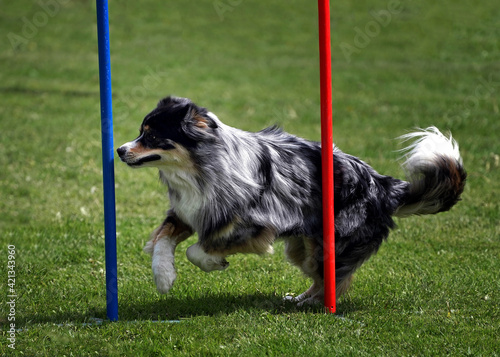 Shetland shepherd competes on agility