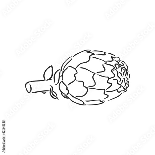 vector set of engraving illustration green vegetables artichoke on white background