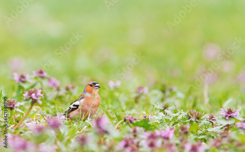 beautiful bird sings a song among spring flowers