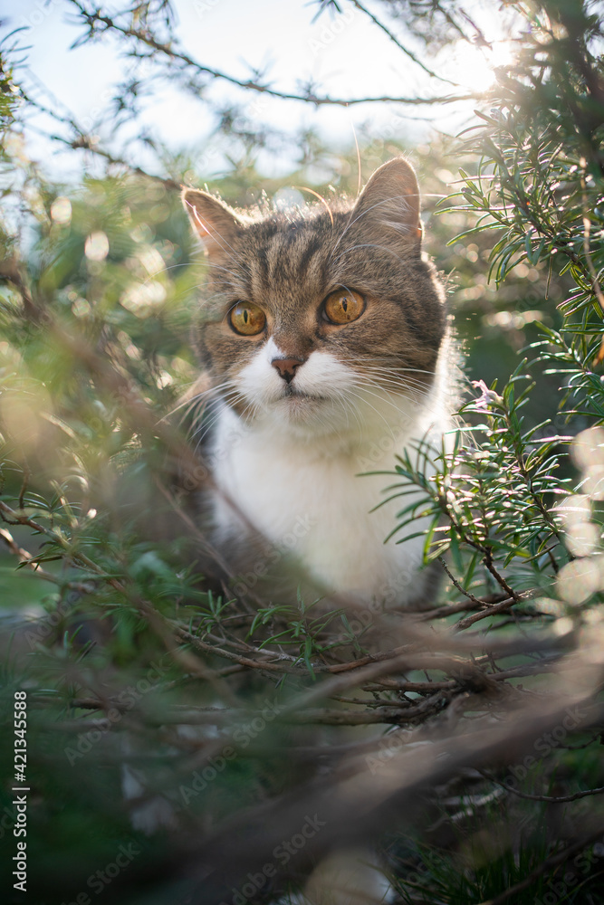 tabby white british shorthair cat sitting amidst green rosemary bush outdoors in sunny nature looking