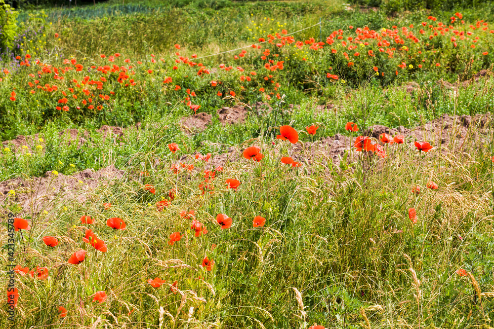 red poppies in the agricultural field