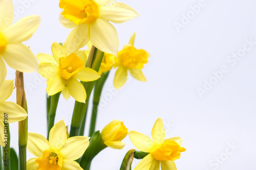 First spring yellow blooming flowers narcissus against white background close up with copy space