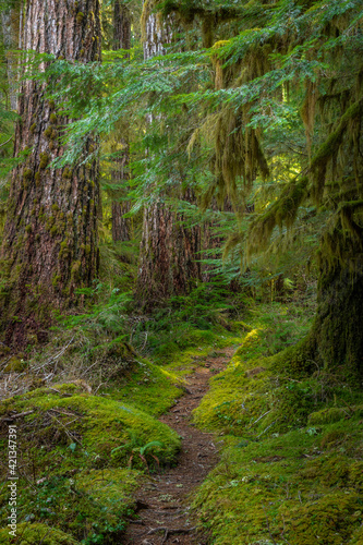 USA  Washington State  Olympic National Park. Lover s Lane Trail through old growth forest.