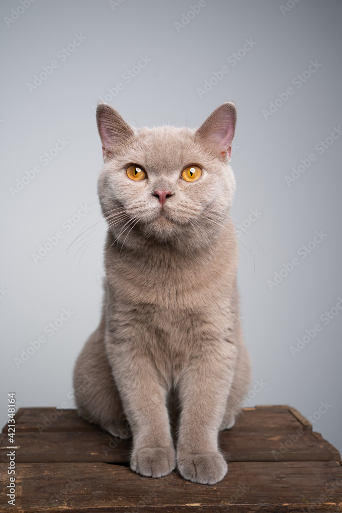 portrait of a 6 month old lilac british shorthair kitten sitting on wooden crate with copy space