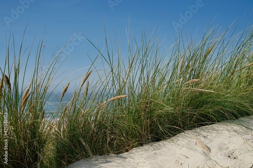 grass on dune with North Sea and blue sky in background