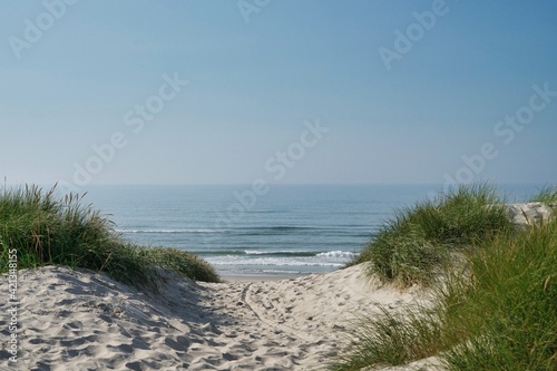 Fototapeta Naklejka Na Ścianę i Meble -  way to beach marram grass on dune with blue sky and ocean in background