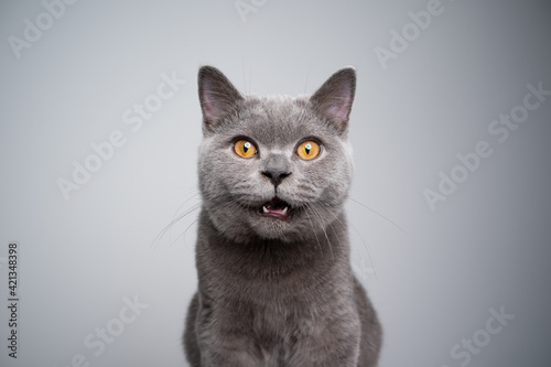 portrait of a 6 month old blue british shorthair kitten looking at camera shocked or surprised on gray background with copy space