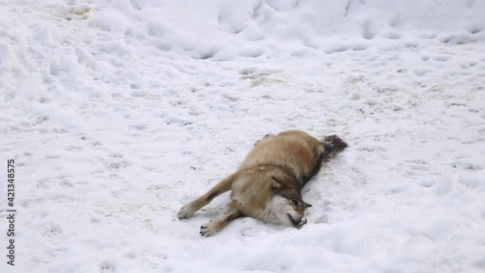 The wolf lies in the snow and sways. Wildlife. The wolf lies in the snow and sways. Wildlife.