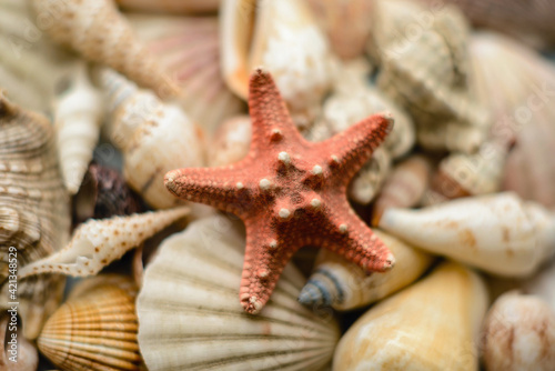 Summer concept with starfish and seashells is out of focus. Top view, flat lay sea composition