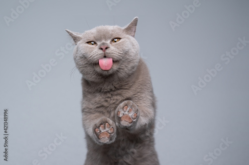 Bild auf Leinwand 6 month old lilac british shorthair kitten licking invisible window glass with c