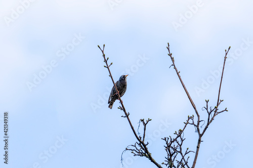 European starling bird (Sturnus vulgaris) perched on branch of Sycamore tree with new Spring buds. Soft blue sky background