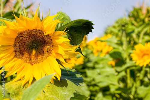 Obraz na plátně flower of a beautiful yellow annual sunflower
