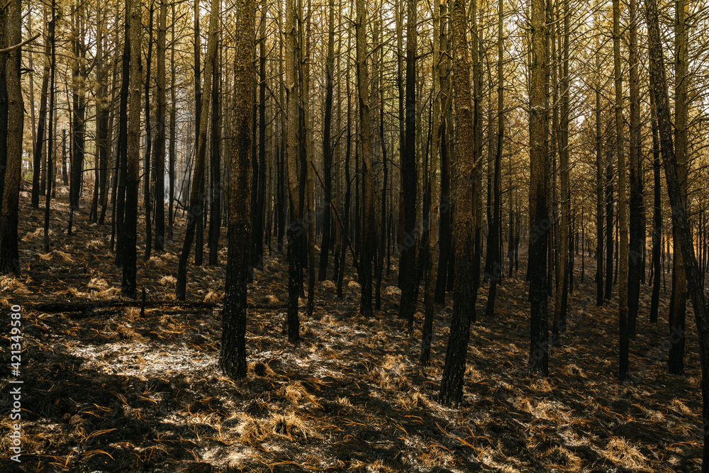 Fototapeta premium Forest burned by a forest fire, we can distinguish the ash from the grass, burned trunks, bushes, with predominantly ocher and green colors.