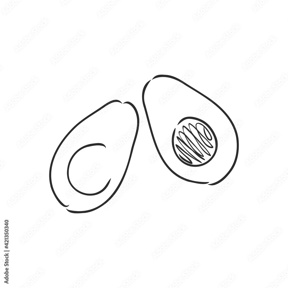 Avocado. Contour illustration. Exotic fruit in woodcut style. Isolated vector on white background. Avocado. Contour illustration. Exotic fruit in woodcut style. Isolated vector on white background.
