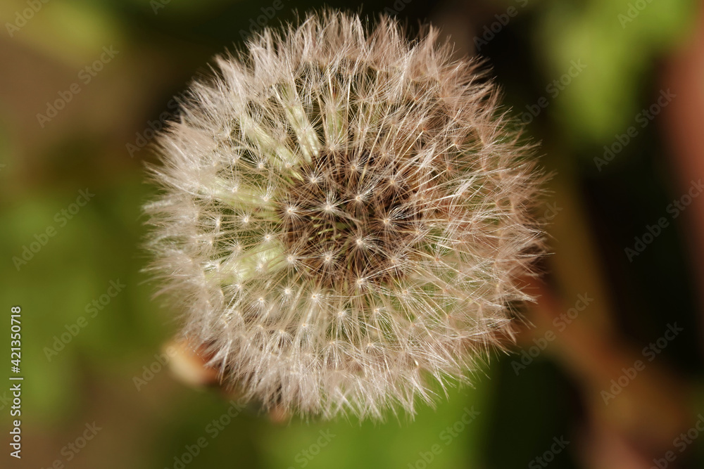 Dandelion clock isolated against a green background