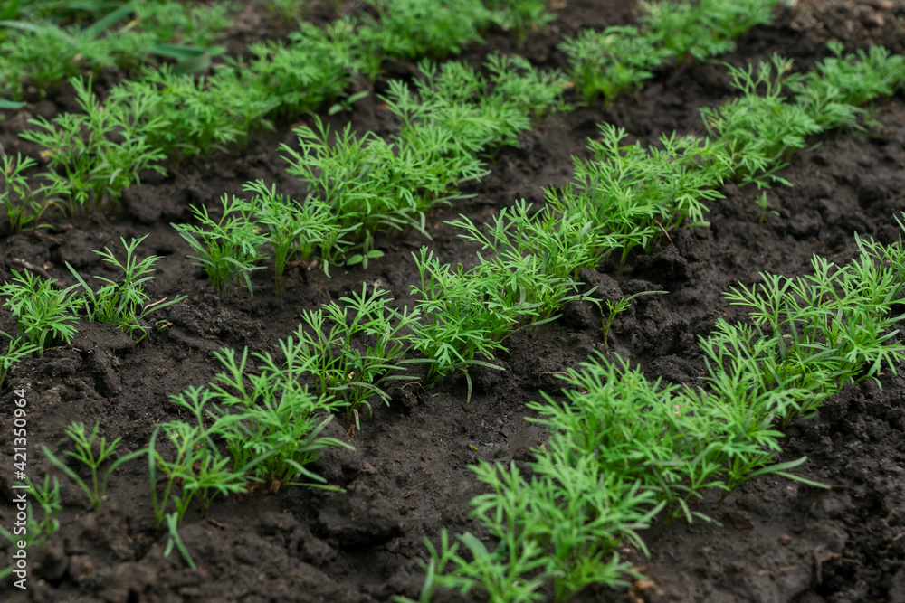 Ground bed with young green parsley grow in rows. Agricultural concept. Growing of organic fresh vegetables. Ground bed with young green parsley grow in rows. Agricultural concept. Growing of organic fresh vegetables.