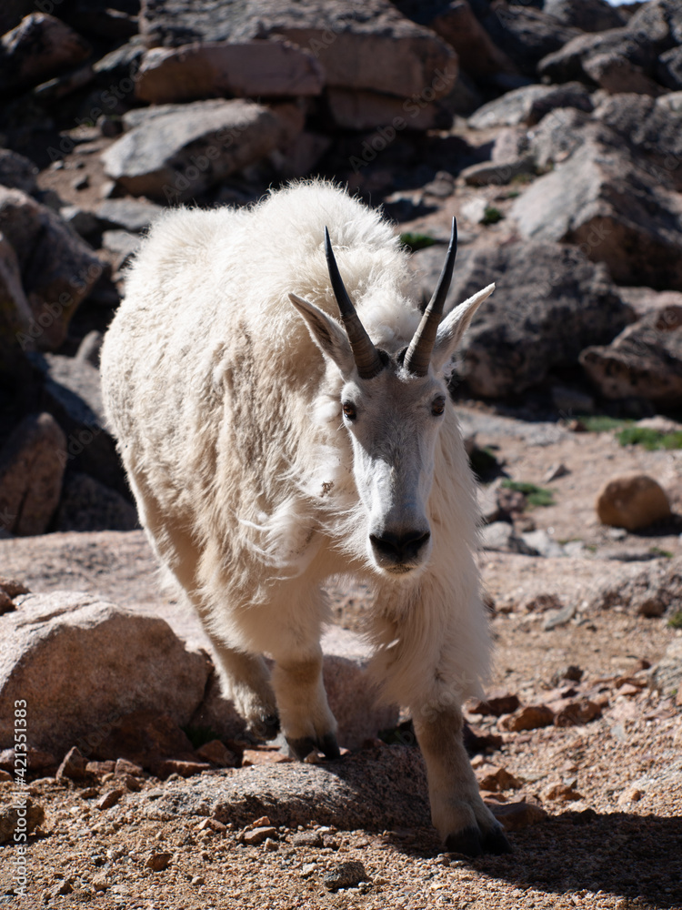 Shedding ram mountain goat walking toward camera on Mount Evans in Colorado Shedding ram mountain goat walking toward camera on Mount Evans in Colorado